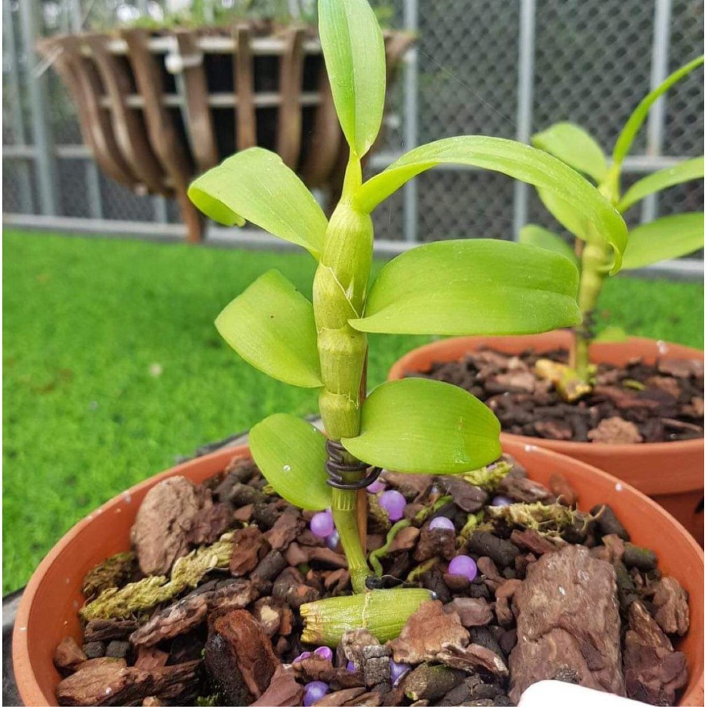 Phi điệp 🍀FREESHIP🍀 5ct Phú Thọ - HO - Bảo Duy - Bạch Tuyết [  Kie Năm 1 ]