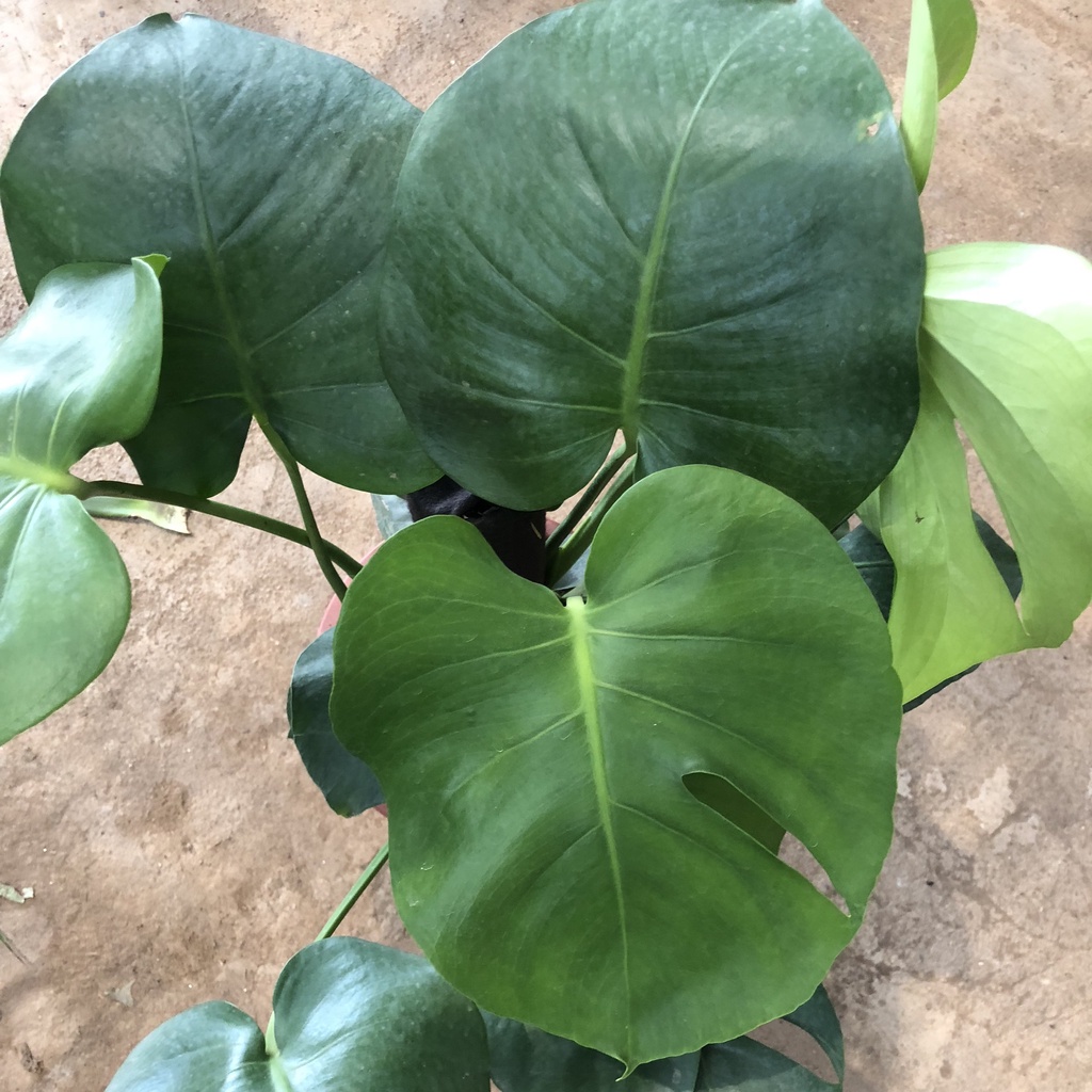 Cây trầu bà lá xẻ cỡ to (trầu bà monstera) , Chiều cao 50-60cm lá to đẹp bắt mắt dễ trồng thích hợp trang trí nội thất