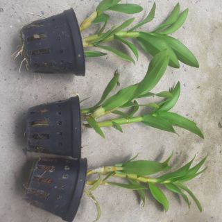 Hoa lan denro nắng bà liễu