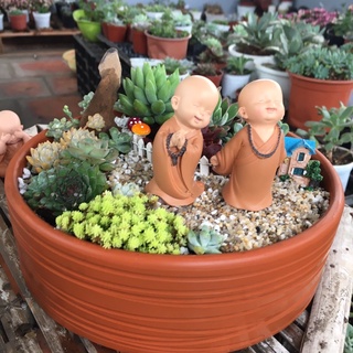 Chậu đất nung nâu đỏ hình tô viền vằn - trồng sen đá xương rồng, cây văn phòng- Sen Đá Đông Phước