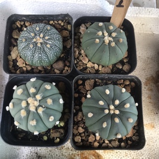 Cây xương rồng aster - ZUMEO cây ưa nắng