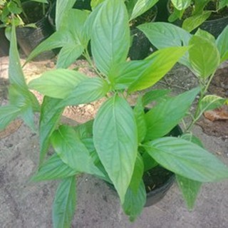 Bầu cây lá cẩm đỏ. chuyên dùng để xôi và làm màu thực phẩm