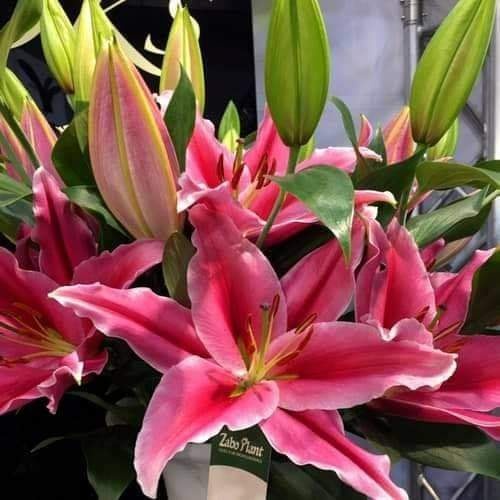 Củ ly cao thơm cho hoa Tết