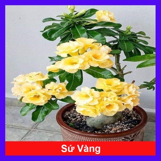 Cây Sứ Thái Kép Hoa Vàng - cây cảnh trong nhà + tặng phân bón cho cây - caykiengsadec