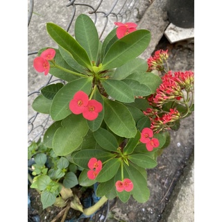 Xương rồng bát tiên đỏ