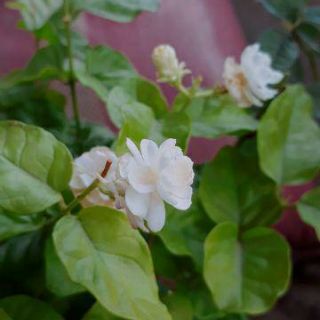 Cây lài ta cánh kép thơm
