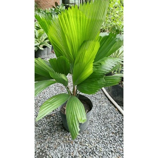 Cây Kẹ Nhật ( Cây Cọ Nhật)
