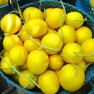 Hạt Giống Dưa Hoàng Kim Lai F1 Rado 163 Gói 5 Hạt