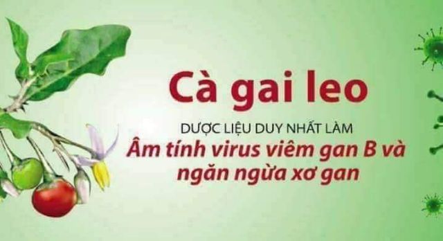 VIÊN CÀ GAI LEO MẬT NHÂN[ HỘP 500G