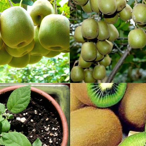 100 Hạt giống kiwi vàng - Siêu Quả - Chất lượng cao