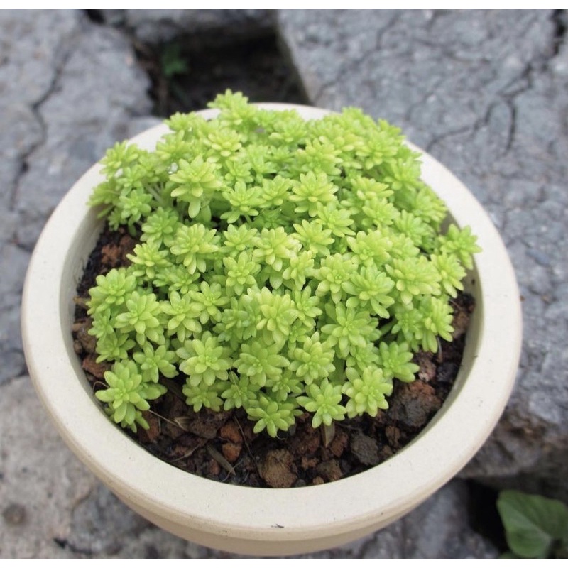 SEN ĐÁ SEDUM DẠ QUANG