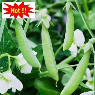 Hạt giống Đậu Hà Lan (Lấy Trái) (20g)