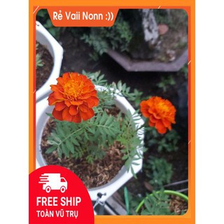 FLASH SALE Cúc vạn thọ pháp