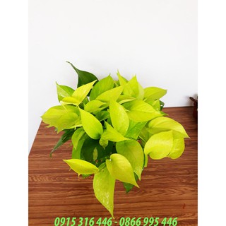 TRẦU BÀ THÁI VÀNG