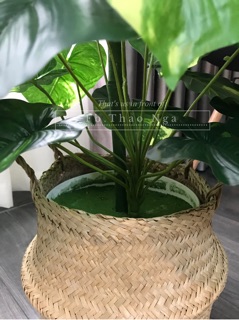 Cây trầu bà giả 1m