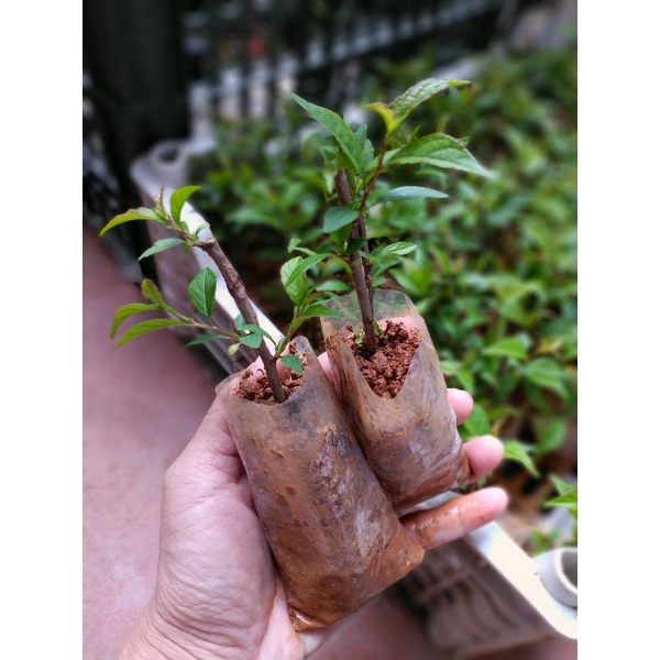 Cây giống hoa nhất chi mai. Tạo dáng bonsai rất đẹp ạ.