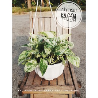 Cây Trầu Bà Cẩm Thạch (Chậu Treo)