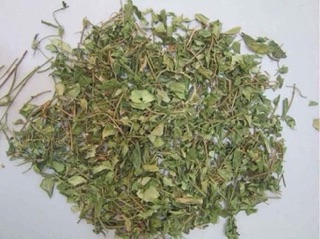 1 kg Dây thìa canh trị tiểu đường