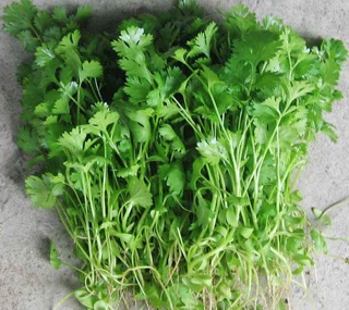 Hạt giống Rau mùi ta