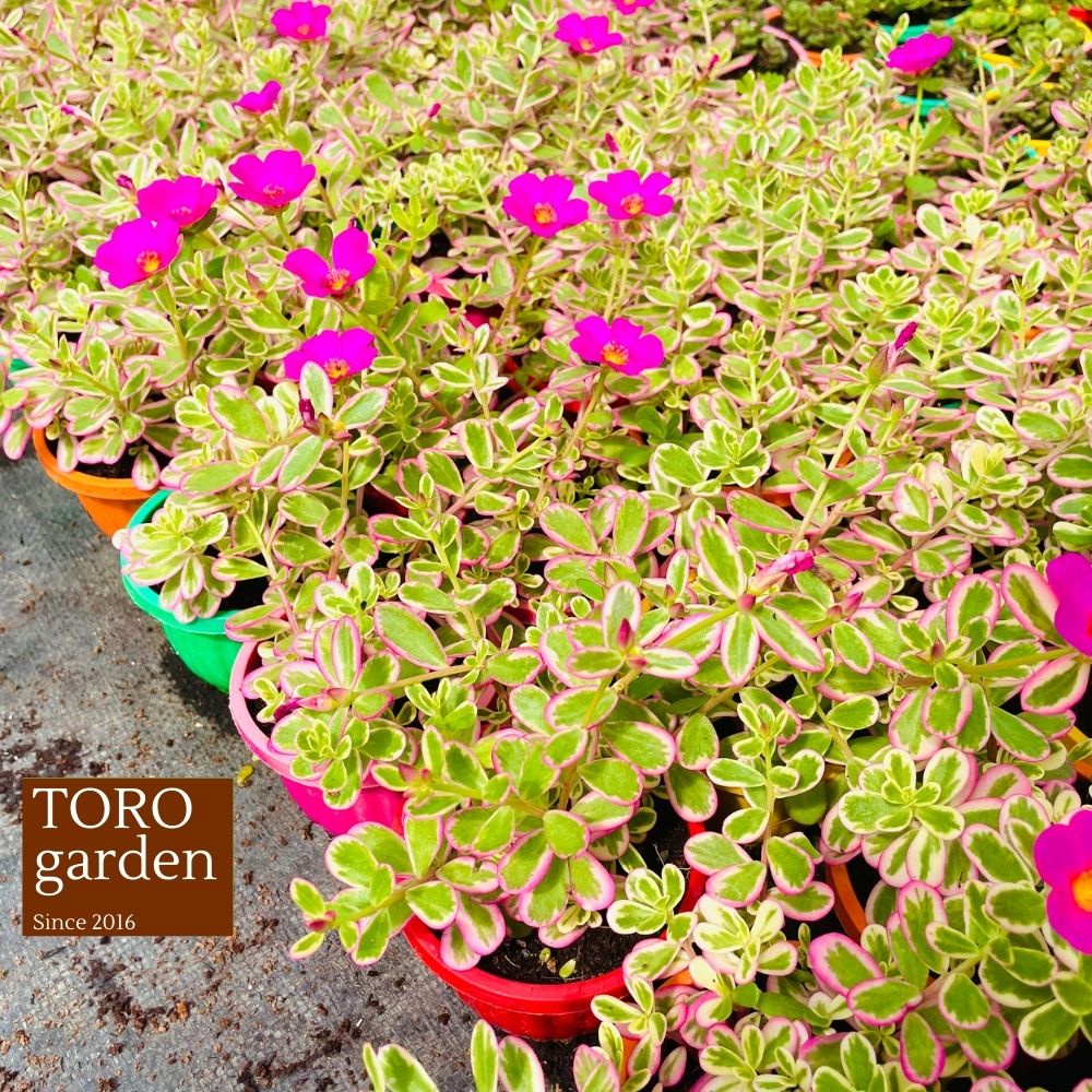 Sen đá cỏ sam trồng chậu treo Đà Lạt size 9cm cây cảnh trang trí nhà cửa Toro garden