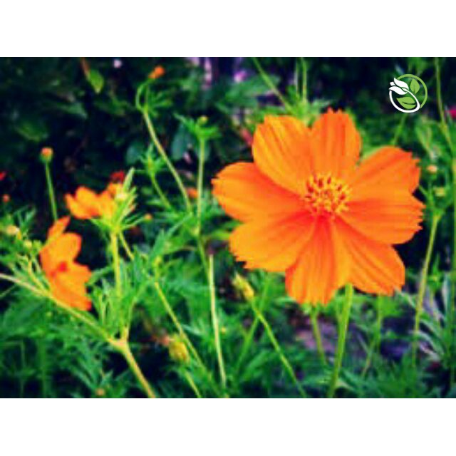 Hạt Giống Hoa Sao Nhái Kép Mix 518 Phú Nông - Gói 20 hạt - Cosmos Sulpherous