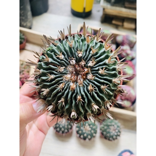 XƯƠNG RỒNG GAI NHỌN C