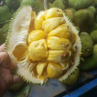 Cây mít tố nữ choai ( cây nhỡ) ra quả sau 1 năm