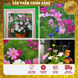 Hạt giống hoa cúc sao nhái lùn LUCKY SEEDS