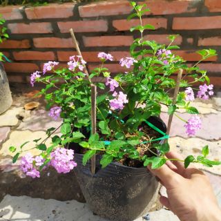 Cây Hoa Ngũ Sắc Tím Rủ