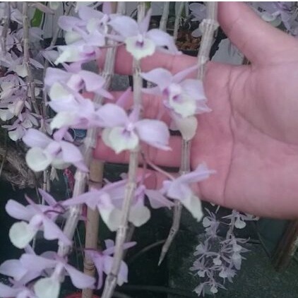 10 Hạt Giông Hoa Lan Hạc Vỹ và những mẹo hay giúp Hạc Vỹ sinh trưởng tốt bạn cần phải biết