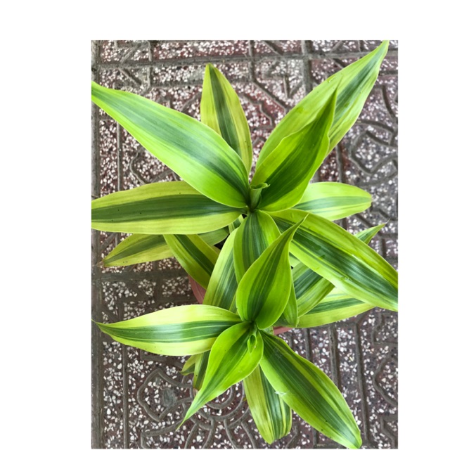 Phát tài lá sọc vàng