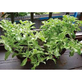 Hạt giống Rau Bông Tuyết Nhập Khẩu Nguyên bao bì - 200 Hạt