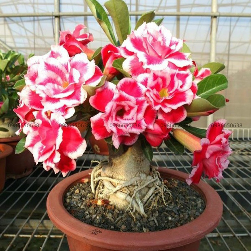 HOA SỨ THÁI