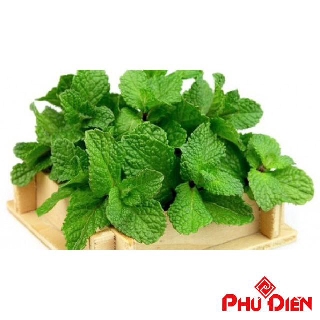 Gói 100 Hạt giống bạc hà  PHÚ ĐIỀN