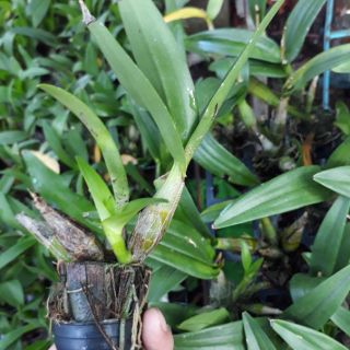 Chóp enobi cây trưởng thành