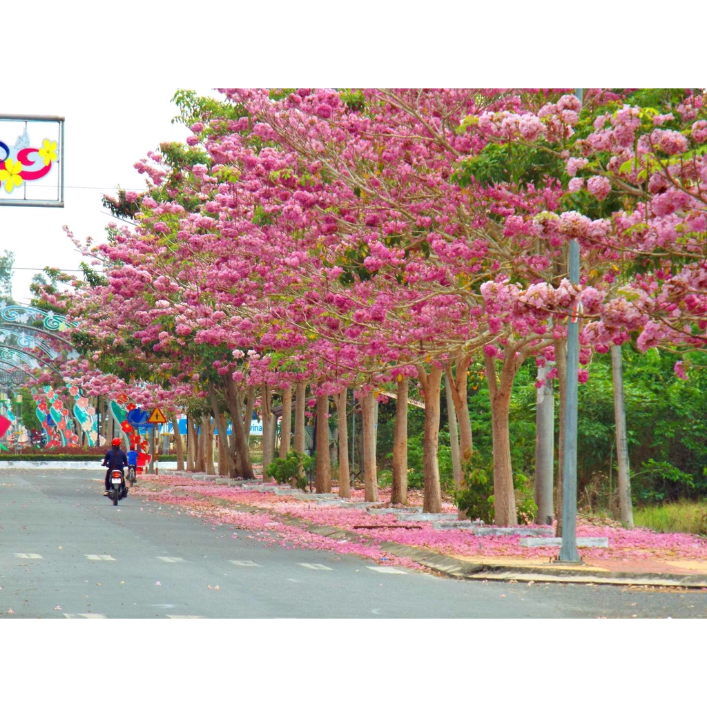 Cây Kèn Hồng - cây cảnh sân vườn - caykiengsadec