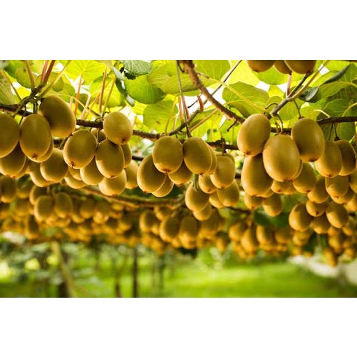 Shop 1K - Hạt giống cây kiwi