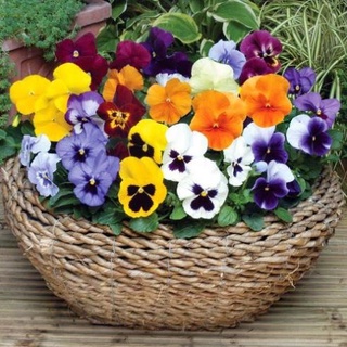 Hạt giống hoa pansy kép mix 50 hạt
