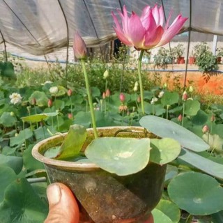 10 Hạt giống sen mini Nhật (sen bát) trồng chậu