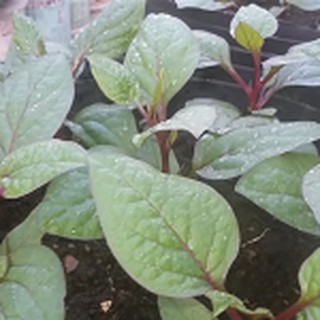 5gram HẠT GIỐNG MỒNG TƠI ĐỎ