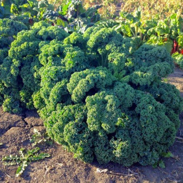 Hạt giống Cải Xoăn Xanh 0,5gram khoảng 10 hạt Hạt Giống Rau cải xoăn xanh Kale 20 hạt
