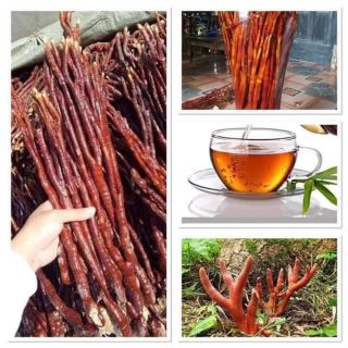 Nấm linh chi sừng hươu 500g