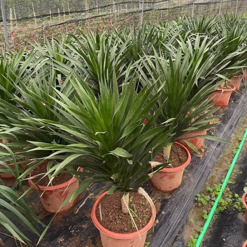 Phát tài núi 1 thân