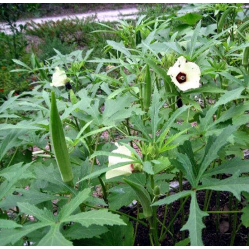 Hạt Giống Đậu Bắp Cao Sản HN-26 Sai Trái gói 20g