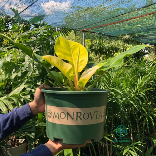 Chậu nhựa MONROVIA (Mẫu lùn) kích thước chậu đa dạng trồng cây, hoa – màu xanh lá