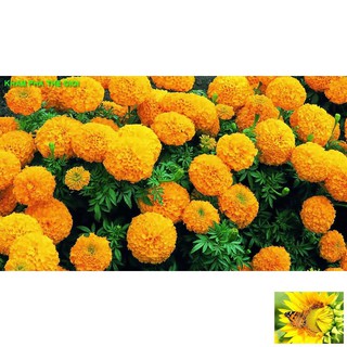Hạt giống hoa Vạn thọ mỹ mix (50 hạt)