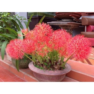 Củ hồng tú cầu (củ mẹ)