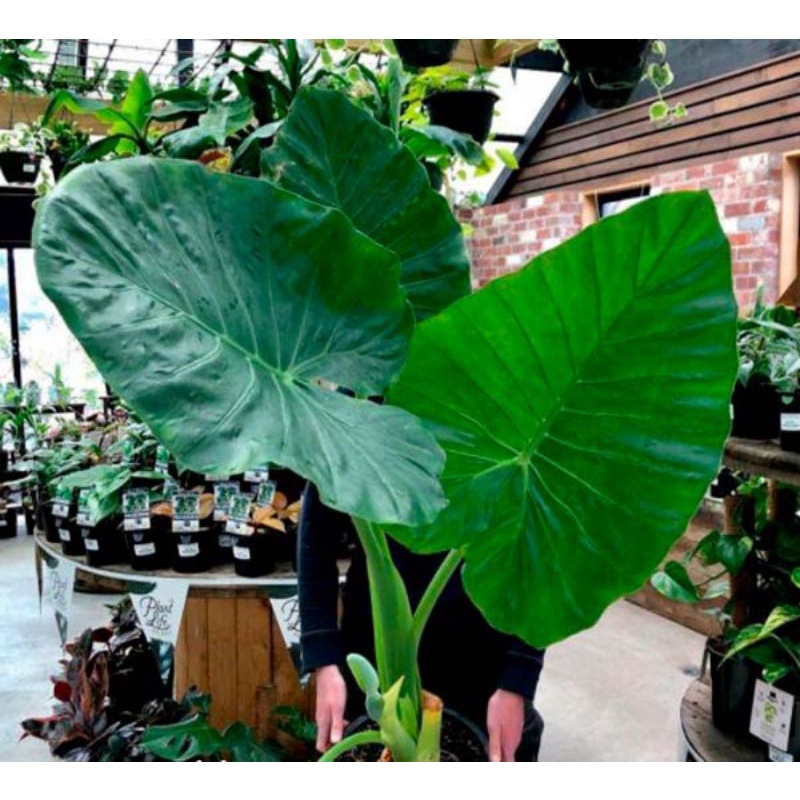 RẺ VÔ ĐỊCH - Cây Khoai Môn Thủy Sinh