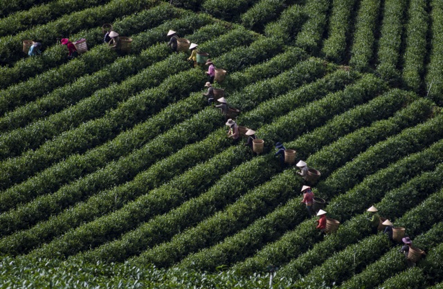 Trà Ô Long Phương Nam- Thuý Ngọc | BigBuy360 - bigbuy360.vn