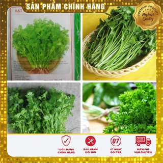 Hạt giống rau mùi chịu nhiệt trồng quanh năm hat giong rau mui gia vị thơm